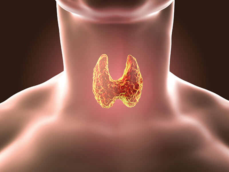 Apotheke Nord | Bioidente Hormone - Thyroid